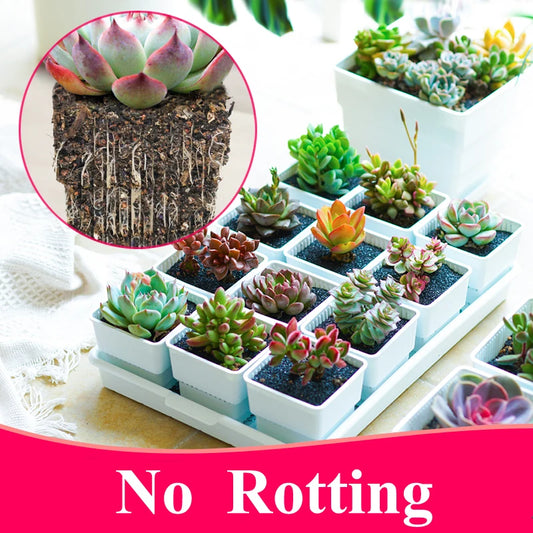 Meshpot 2 3 4 Inches Square Plastic Succulents Planter Pots With Tray Set, Nursery Pot Cactus Plant Pot Garden Pot